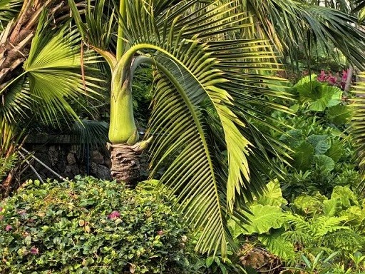 【转】海南游记:三亚的帆船港与鹿回头