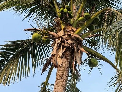 【转】海南游记:三亚的帆船港与鹿回头