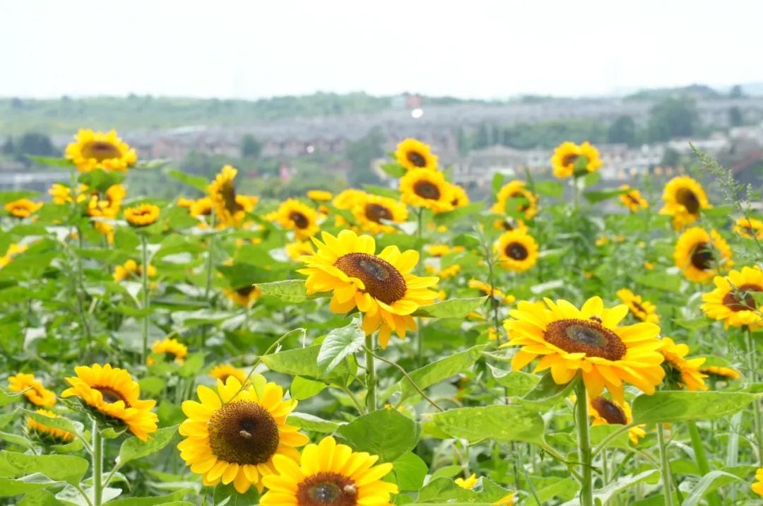 【转】夏日来信,花开贵阳,这份夏日赏花指南快码住!