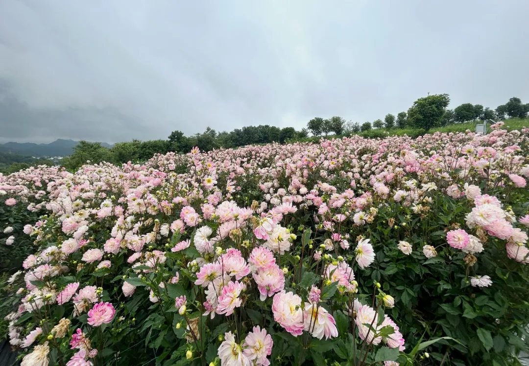 【转】夏日来信,花开贵阳,这份夏日赏花指南快码住!