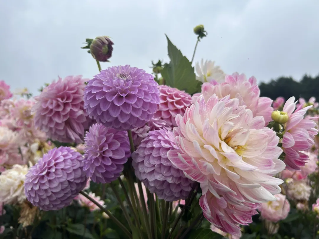 【转】夏日来信,花开贵阳,这份夏日赏花指南快码住!
