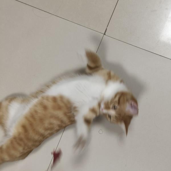 点击查看原图