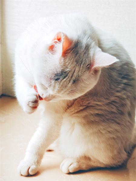 点击查看原图