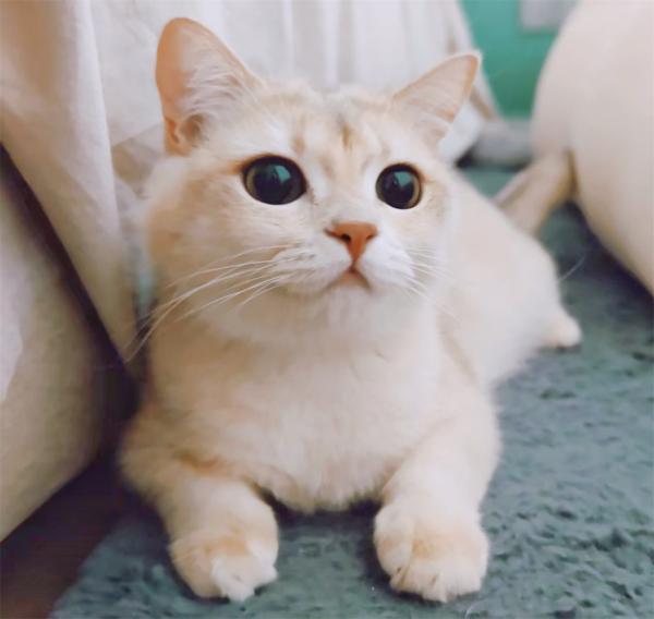点击查看原图