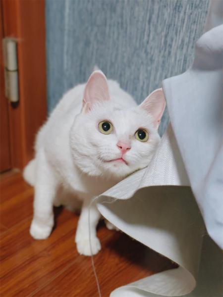 点击查看原图