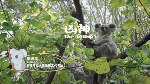 点击查看原图